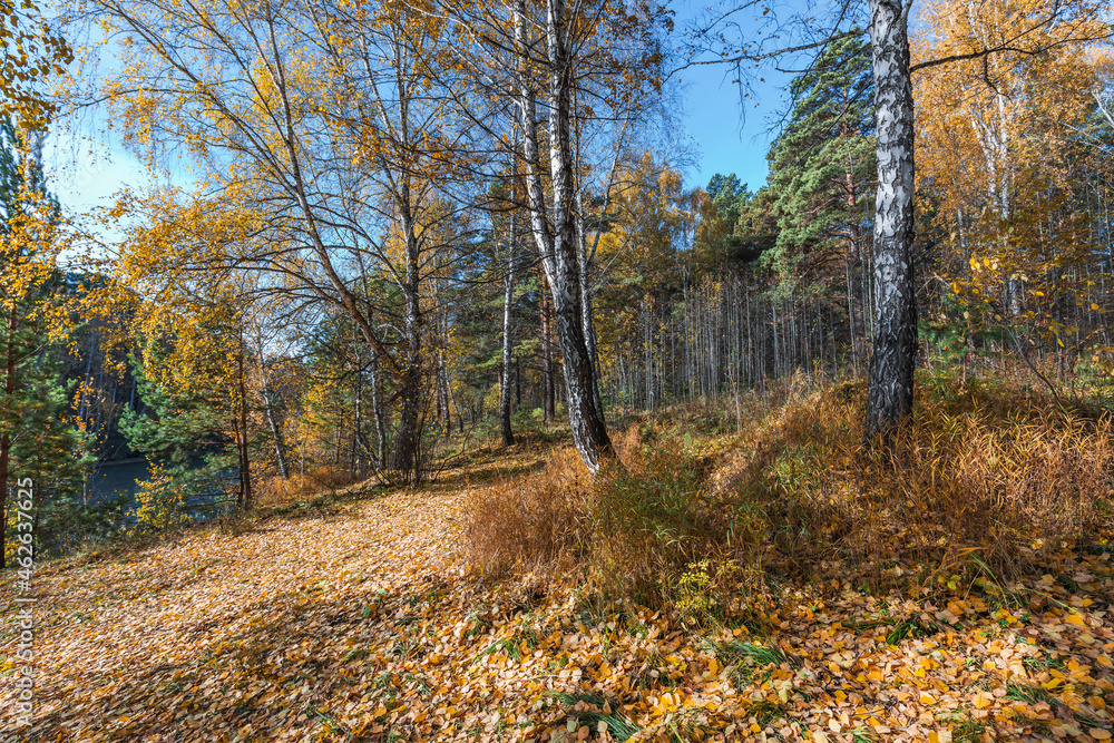 Autumn landscape. Siberia