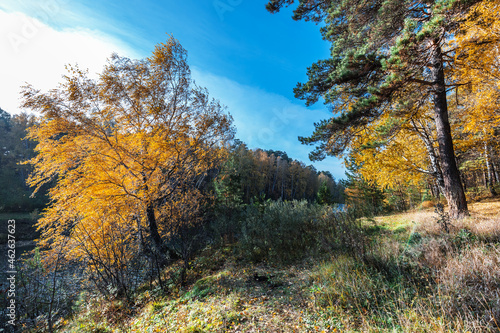 Autumn landscape. Siberia