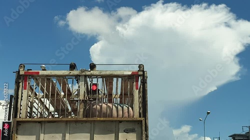 livestocks transportation truck moving pigs to meat factory on road photo