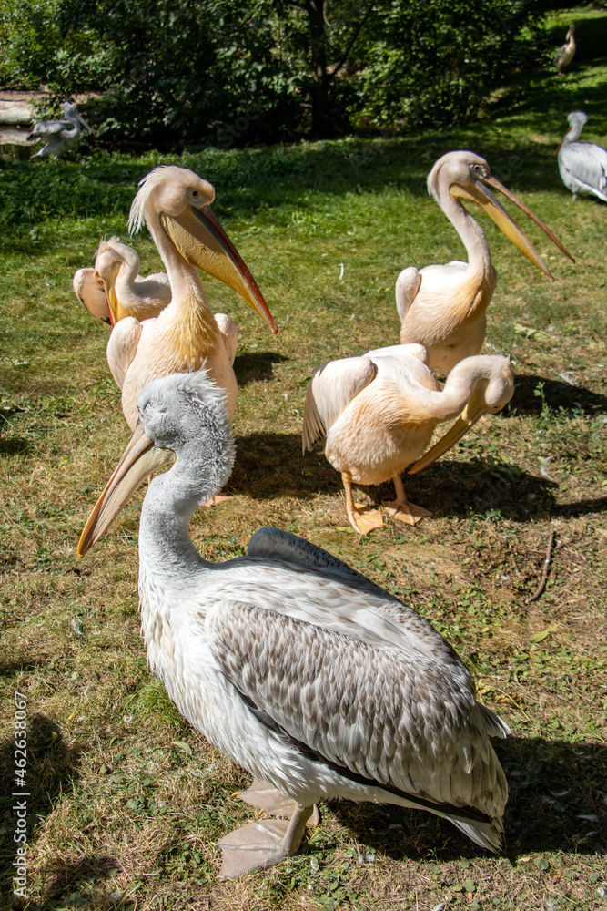 Fototapeta premium The Dalmatian pelican (Pelecanus crispus) and The great white pelican (Pelecanus onocrotalus).