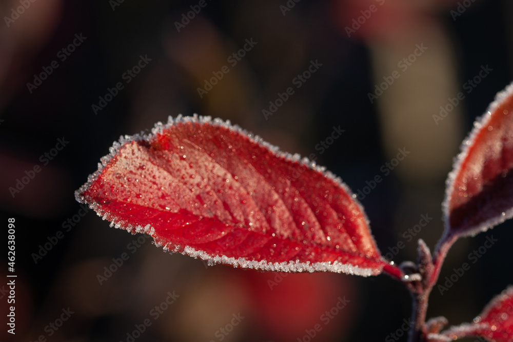 Frost on the aronia leaf