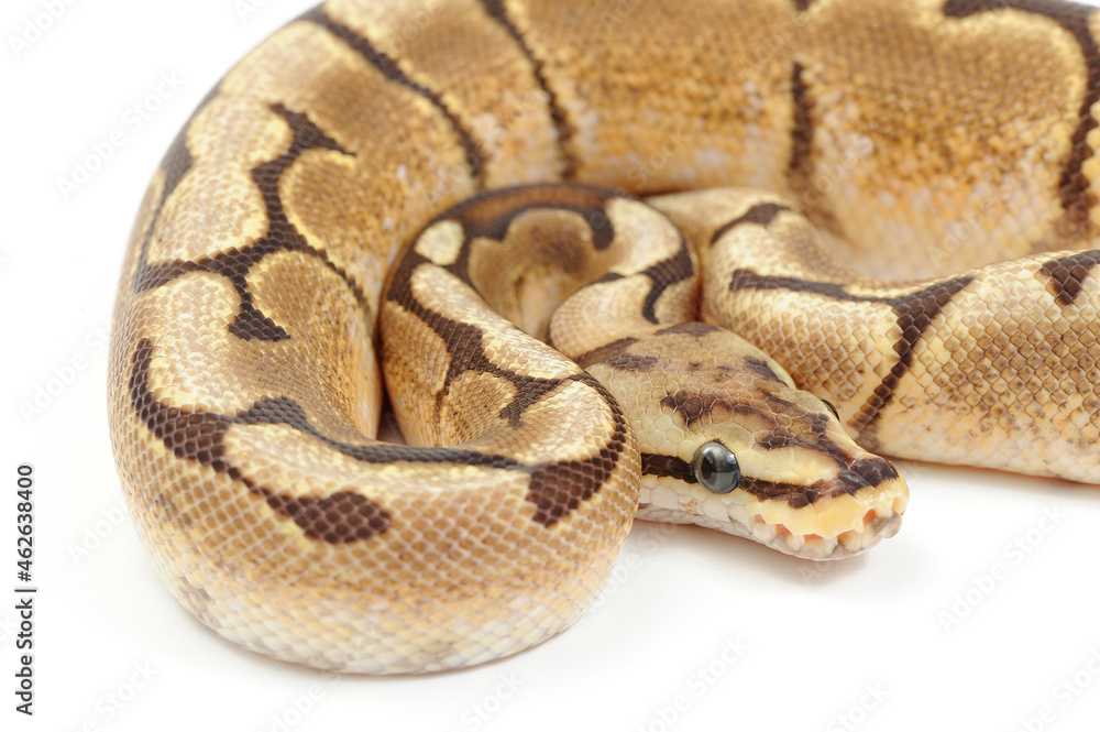 Obraz premium Ball python (Python regius) on a white background