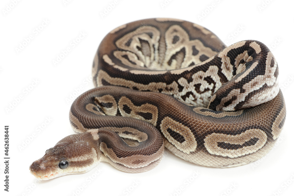 Obraz premium Ball python (Python regius) on a white background