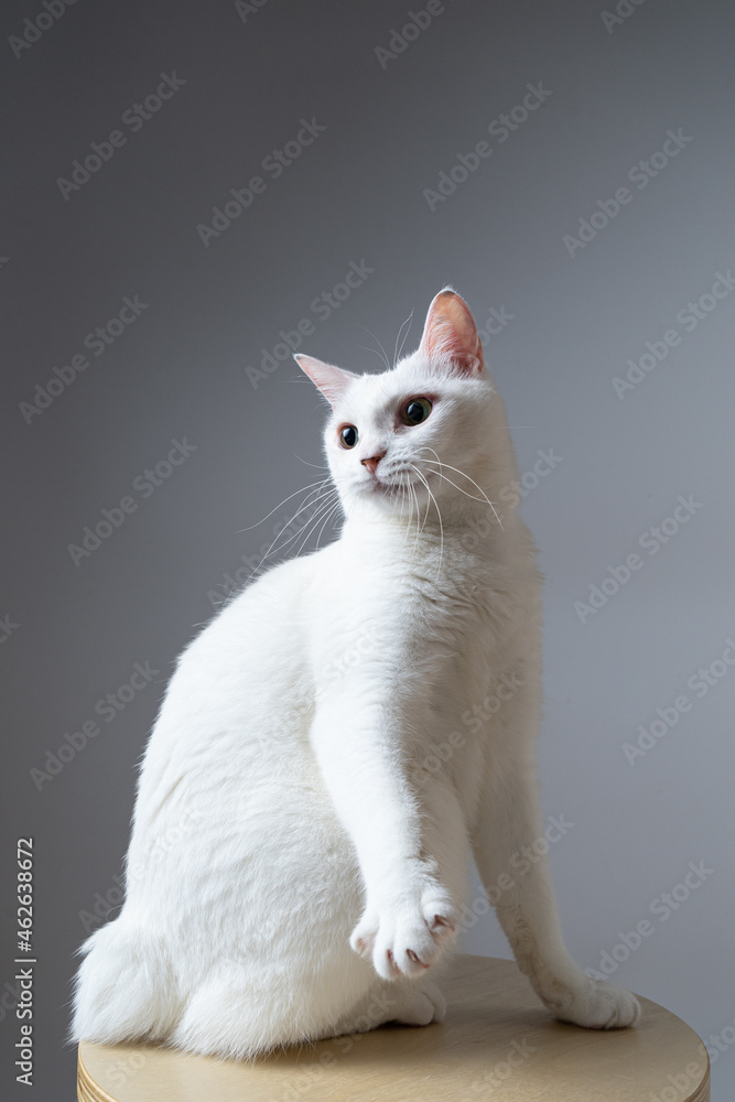 白猫のポートレート　グレー背景　
