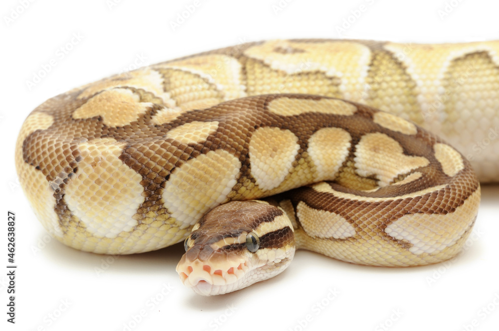 Ball python (Python regius) on a white background Ball python (Python regius) on a white background