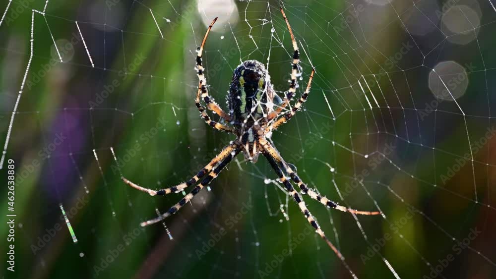 European garden spider sits in their net in the morning with dew, moor, (araneus diadematus), lower saxony, germany European garden spider sits in their net in the morning with dew, moor, (araneus diadematus), lower saxony, germany