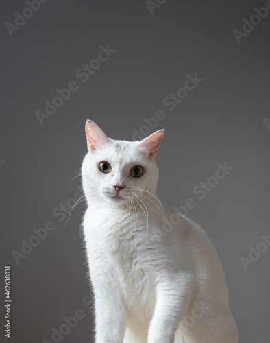 白猫のポートレート　グレー背景　
