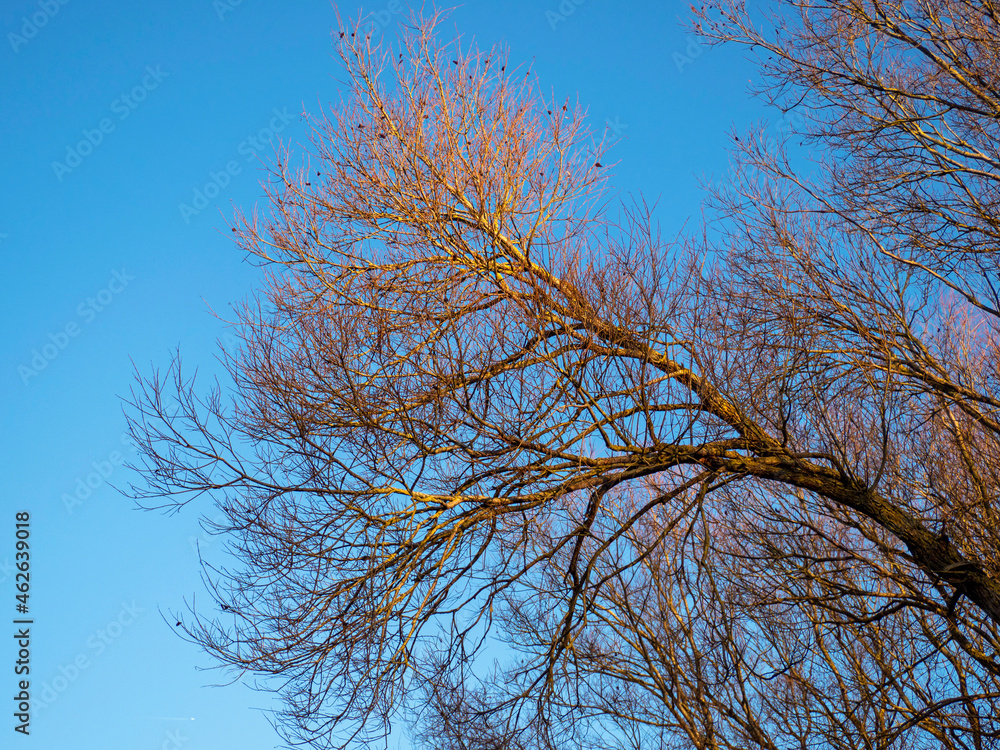 Sunlight shining on a bare tree branch Sunlight shining on a bare tree branch