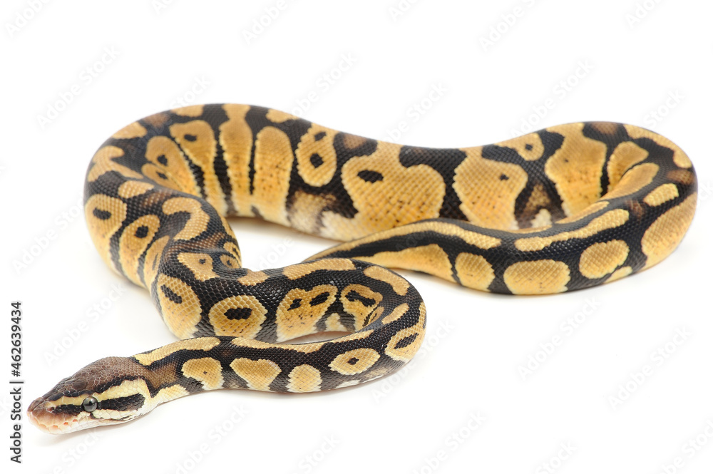Ball python (Python regius) on a white background Ball python (Python regius) on a white background