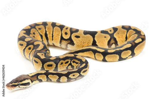 Ball python (Python regius) on a white background