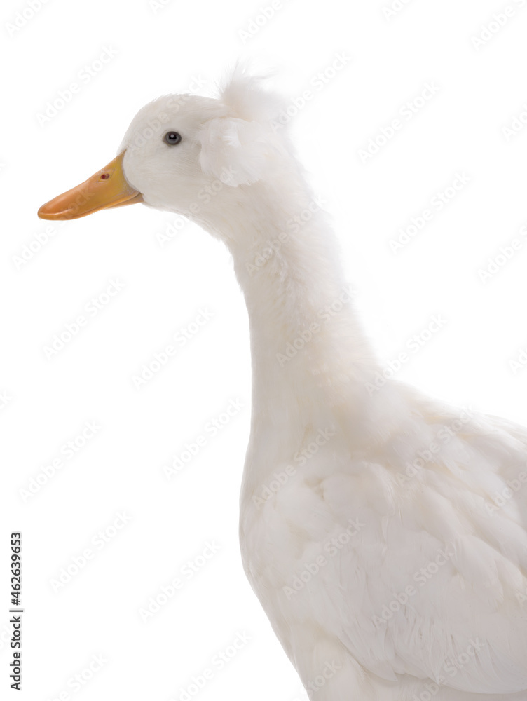 portrait of a white duck isolated on white background