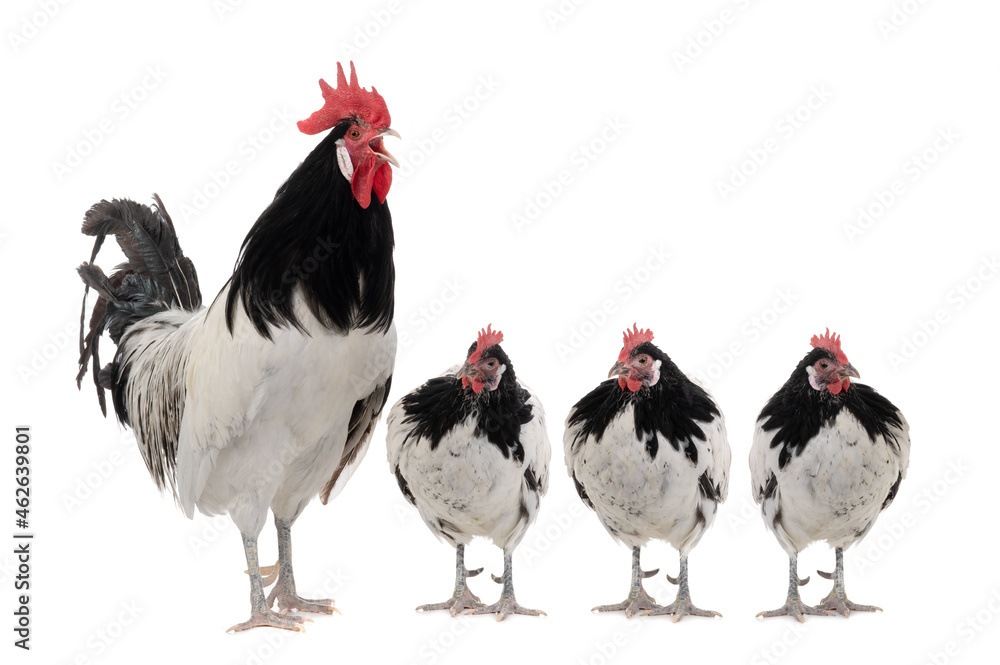 Fototapeta premium singing rooster and three hens isolated on white background