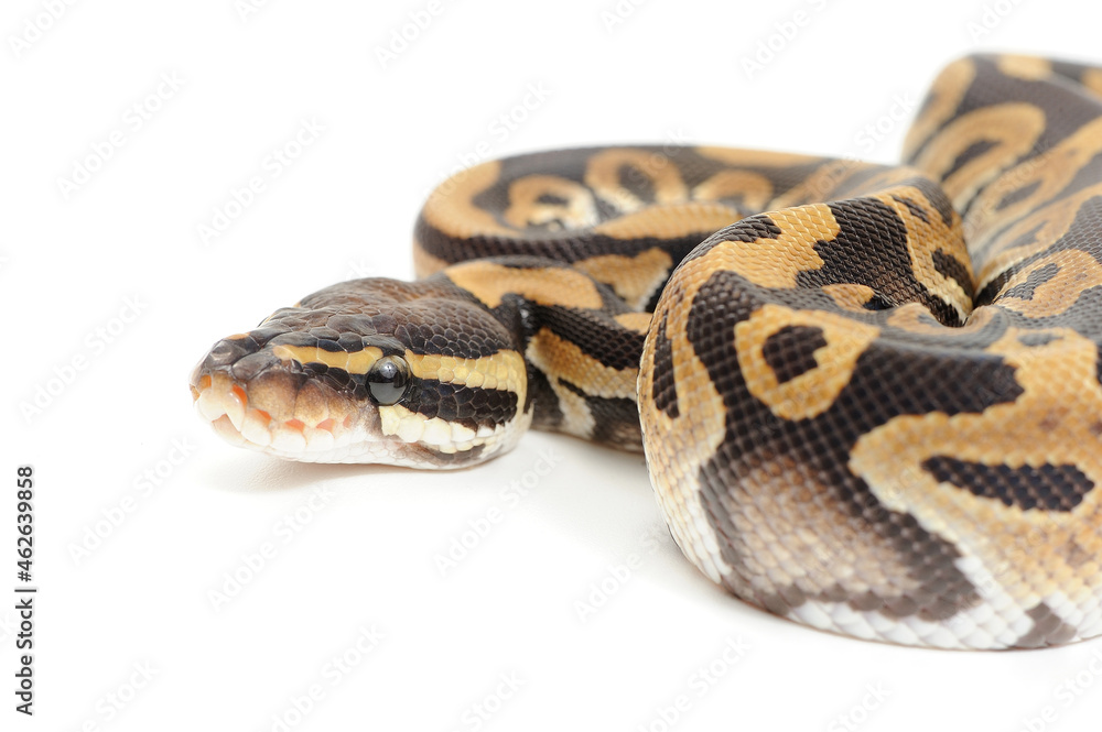 Obraz premium Ball python (Python regius) on a white background