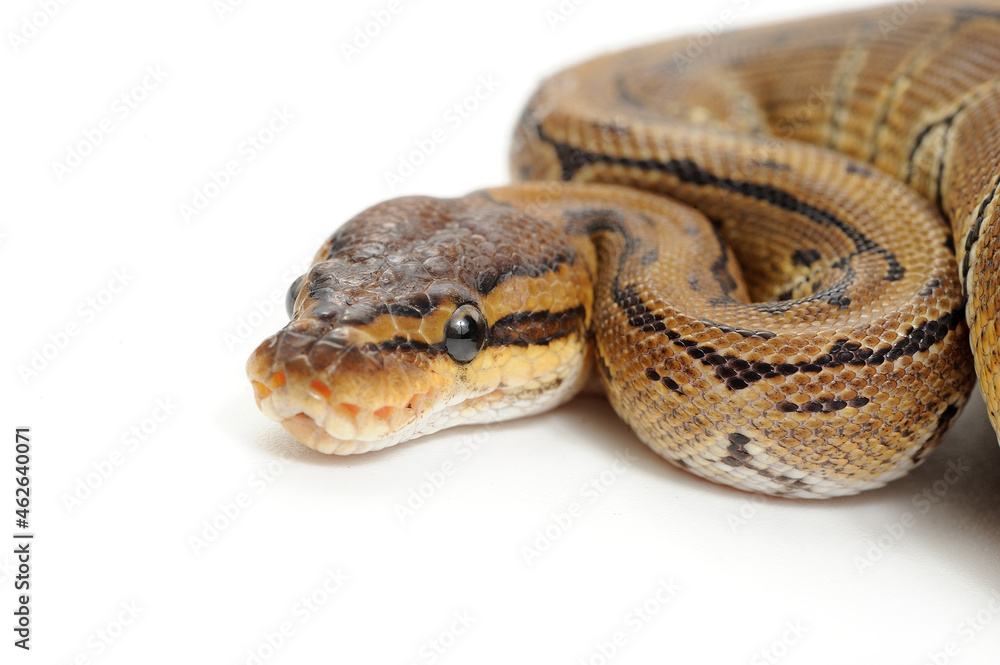 Ball python (Python regius) on a white background Ball python (Python regius) on a white background