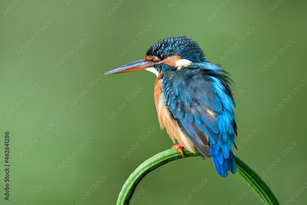 Fototapeta premium small blue bird with fluffy hair while relaxing perching on green bean perching spot in nature, common kingfisher