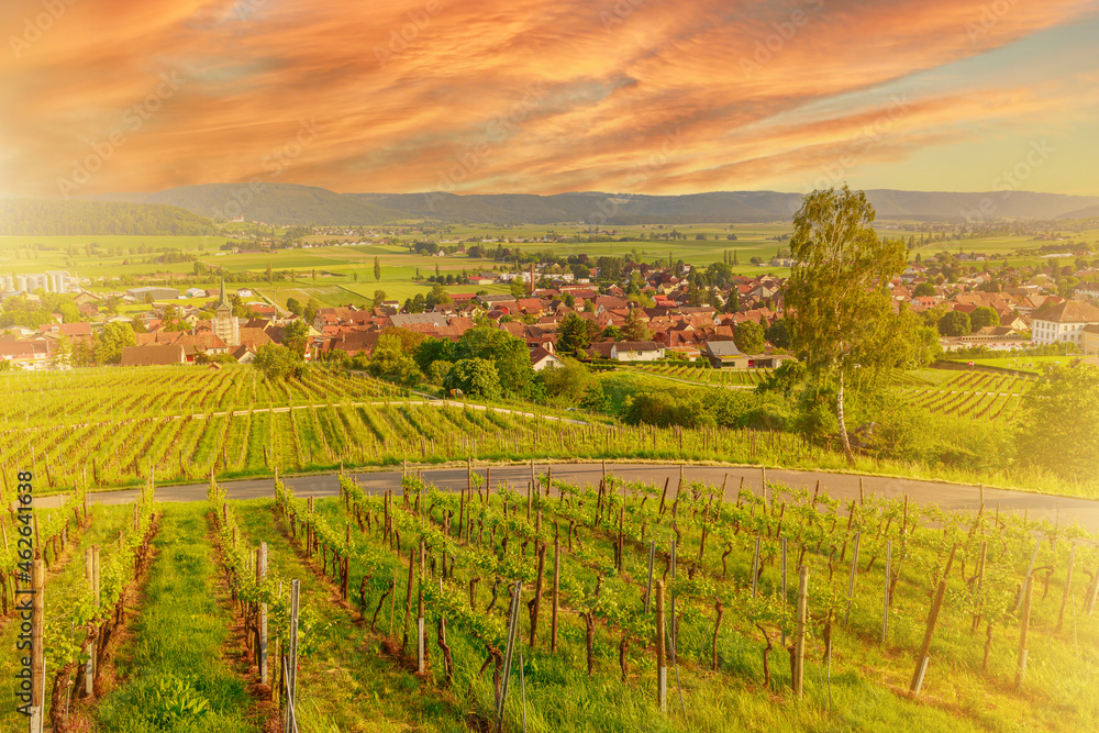 sunset in the terraced vineyards of Hallau winegrowing village in Klettgau in the Swiss countryside. Heritage vineyards of Switzerland wine region. Schaffhausen Canton in Switzerland.