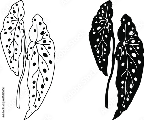 Begonia Maculata icon