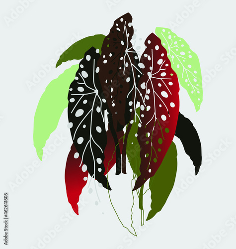 Begonia Maculata icon