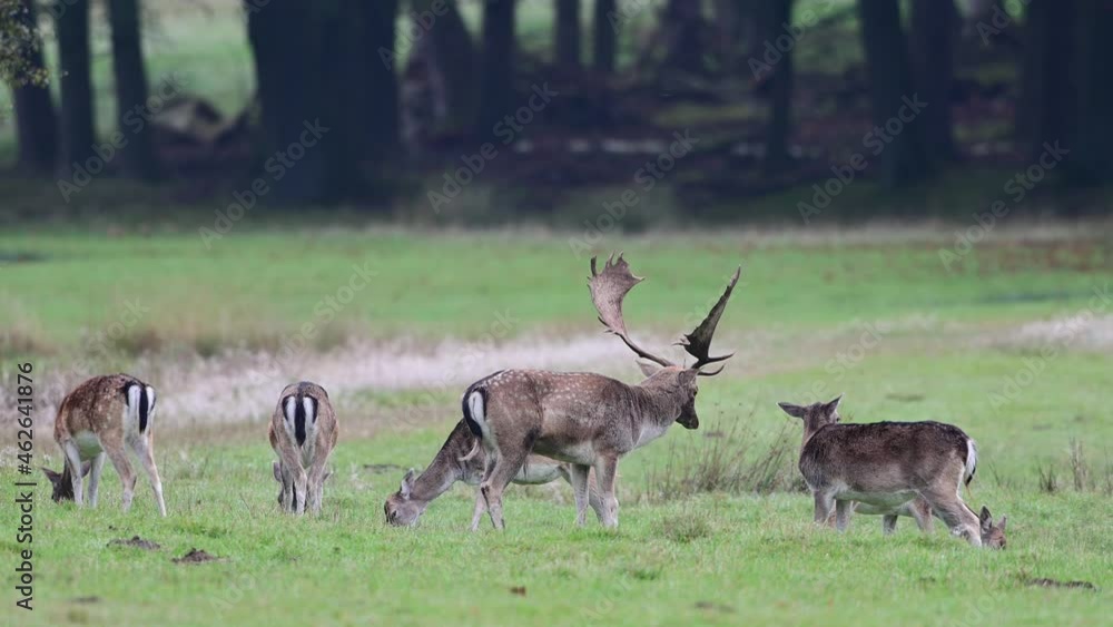 Fallow deer male standing by a recumbent female checking her readiness to mate, rutting time, autumn, muensterland, germany, (dama dama) Fallow deer male standing by a recumbent female checking her readiness to mate, rutting time, autumn, muensterland, germany, (dama dama)