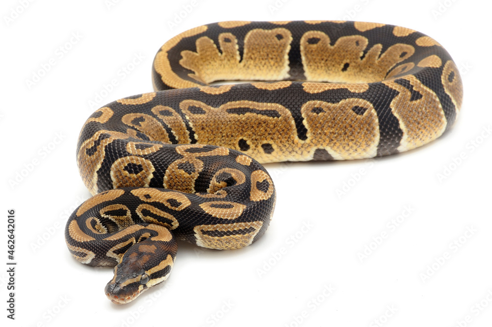 Obraz premium Ball python (Python regius) on a white background