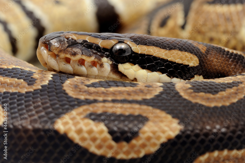 Obraz premium Ball python (Python regius) on a white background