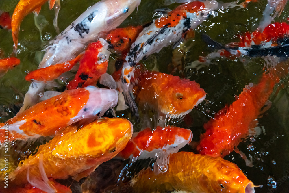 KOI fish in the dark pool. Many of koi fish are swimming in the dark background.
KOI fish in the dark pool. Many of koi fish are swimming in the dark background.