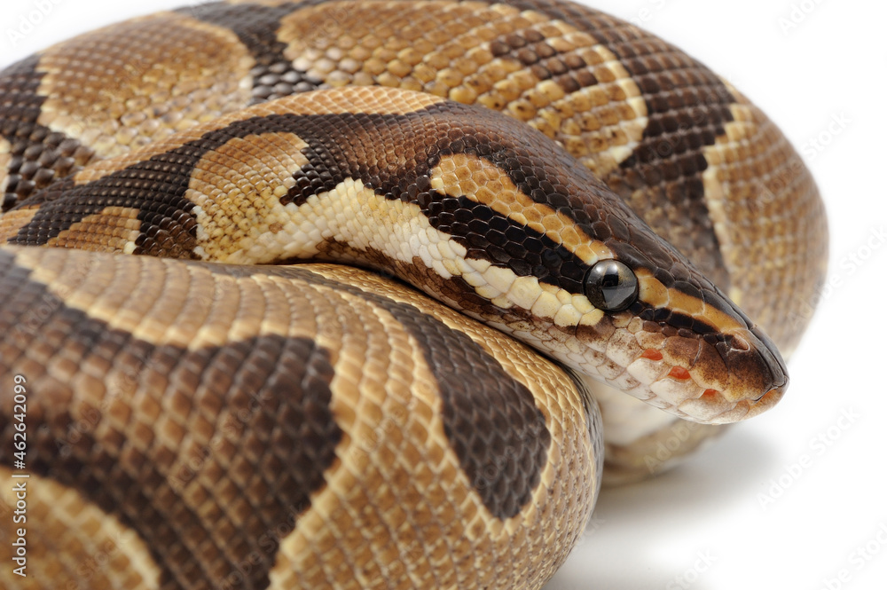 Ball python (Python regius) on a white background