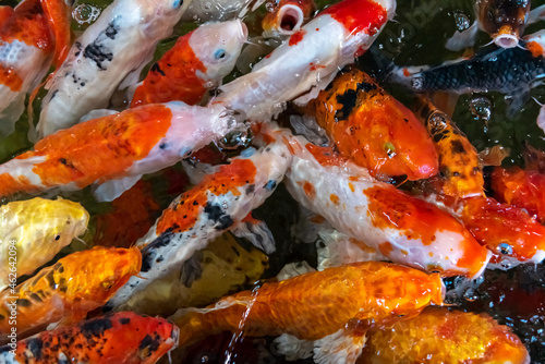 KOI fish in the dark pool. Many of koi fish are swimming in the dark background.   © czchampz