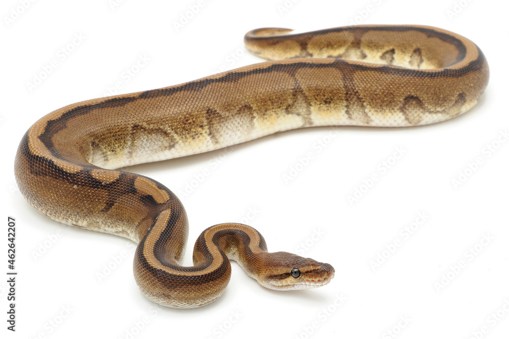 Fototapeta premium Ball python (Python regius) on a white background