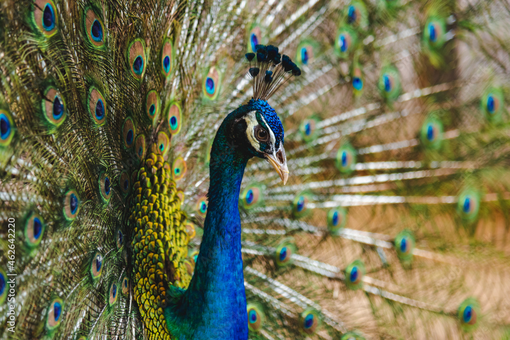 Obraz premium Beautiful peacock green with blue plumage in close up. Tails of peacocks to represent the art of nature.