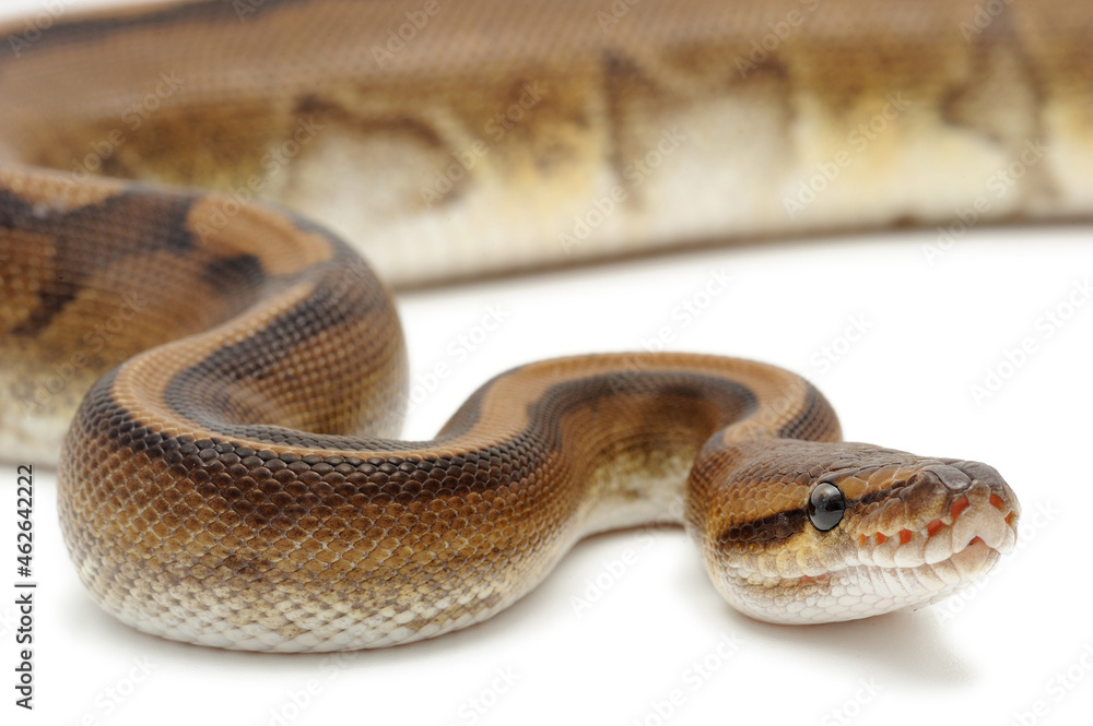 Fototapeta premium Ball python (Python regius) on a white background