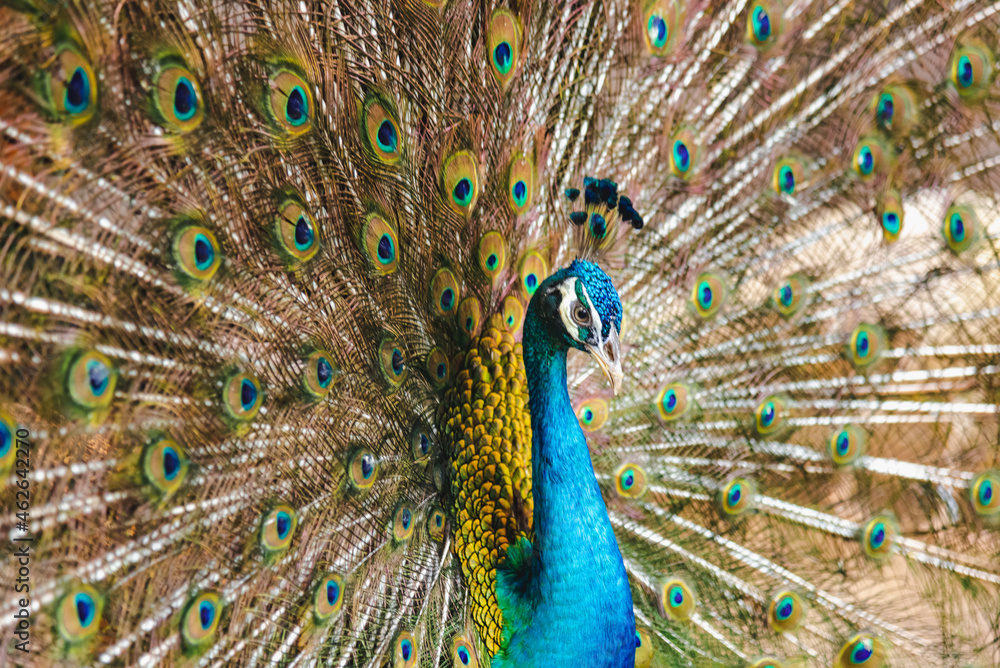 Obraz premium Beautiful peacock green with blue plumage in close up. Tails of peacocks to represent the art of nature.