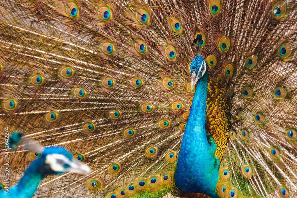 Fototapeta premium Beautiful peacock green with blue plumage in close up. Tails of peacocks to represent the art of nature.