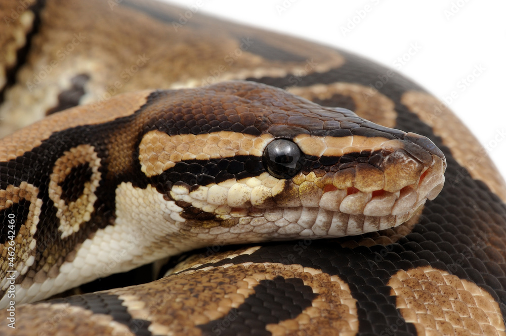 Ball python (Python regius) on a white background Ball python (Python regius) on a white background