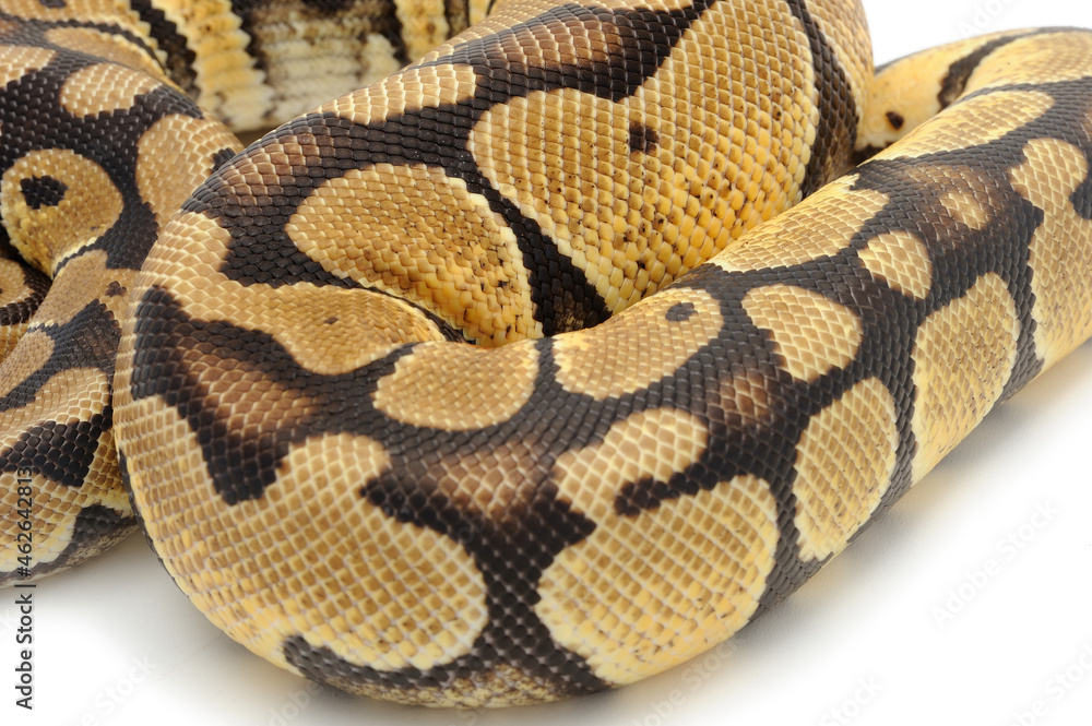 Ball python (Python regius) on a white background Ball python (Python regius) on a white background