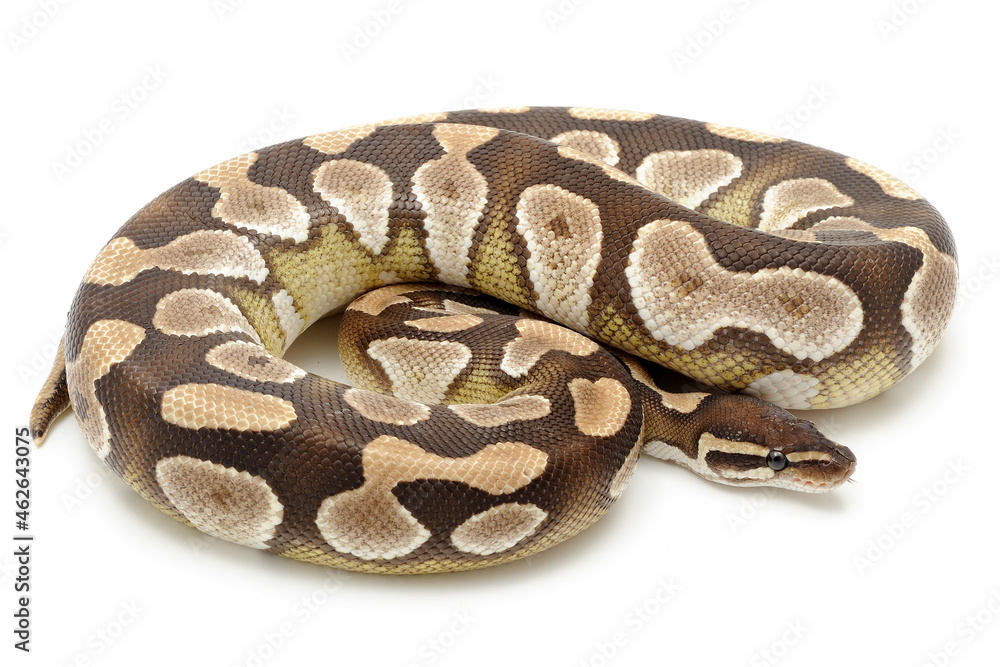 Obraz premium Ball python (Python regius) on a white background