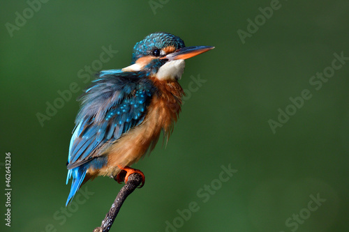 funny face and stances of common kingfisher, small blue bird with her wonderful actions