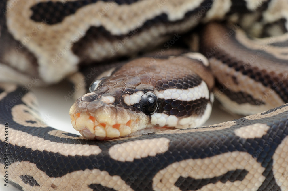 Ball python (Python regius) on a white background Ball python (Python regius) on a white background