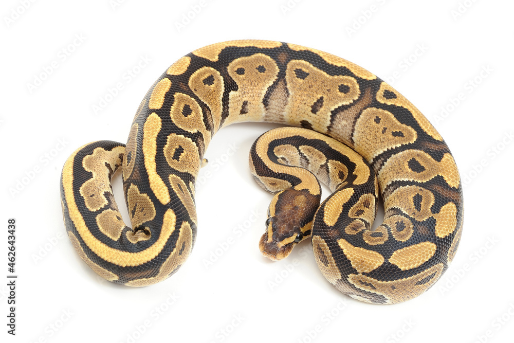 Ball python (Python regius) on a white background Ball python (Python regius) on a white background