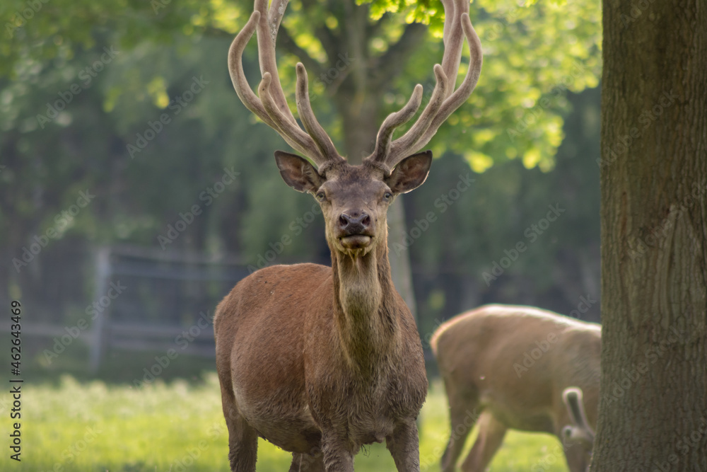The king of the woods: European red deer (Cervus elaphus elaphus) The king of the woods: European red deer (Cervus elaphus elaphus)