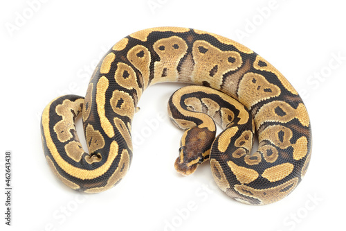 Ball python (Python regius) on a white background