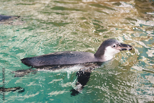 African adorable penguin or Spheniscus demersus also known as the jackass penguin and black-footed penguin. which stay in African.   © czchampz
