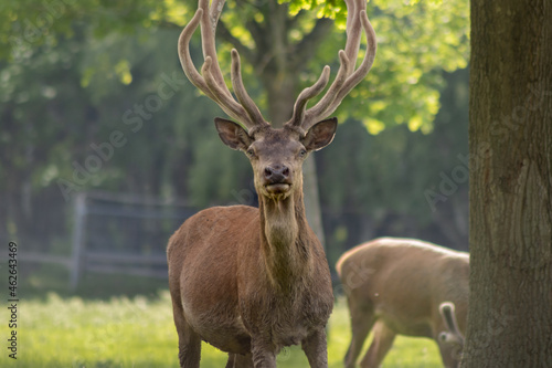 The king of the woods  European red deer  Cervus elaphus elaphus 