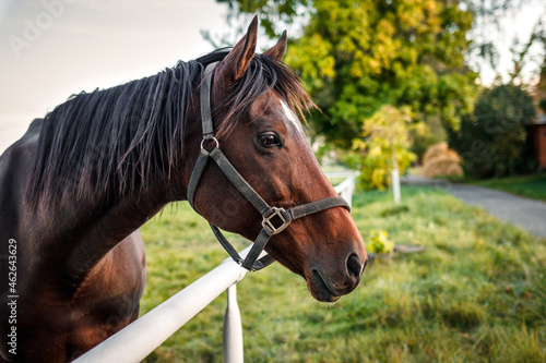Portrait of thoroughbred horse on pasture