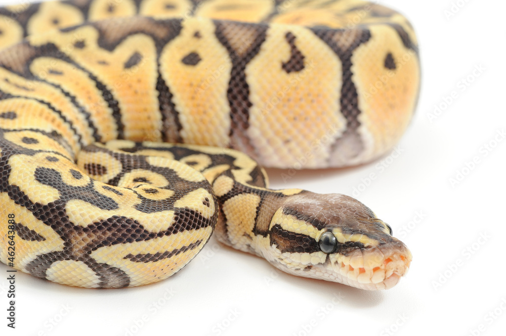 Ball python (Python regius) on a white background Ball python (Python regius) on a white background