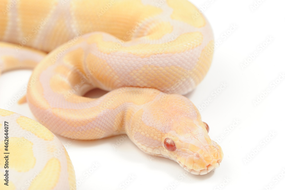 Fototapeta premium Ball python (Python regius) on a white background