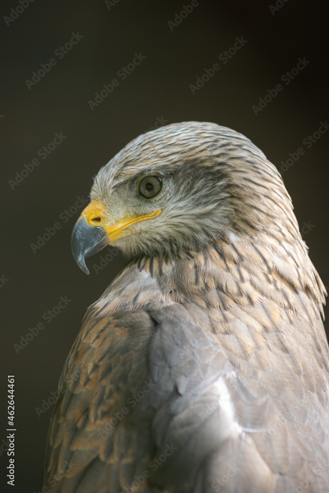 Black kites (Milvus migrans) are sociable and often form real ones. Black kites (Milvus migrans) are sociable and often form real ones.