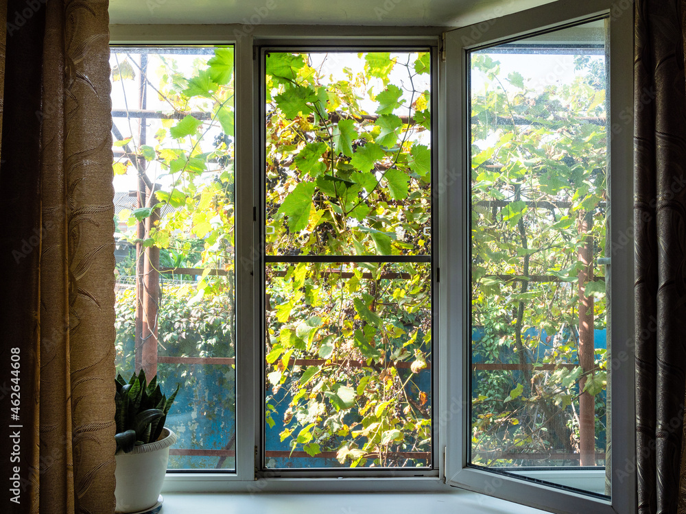 Fototapeta premium view of vineyard outside open window in autumn
