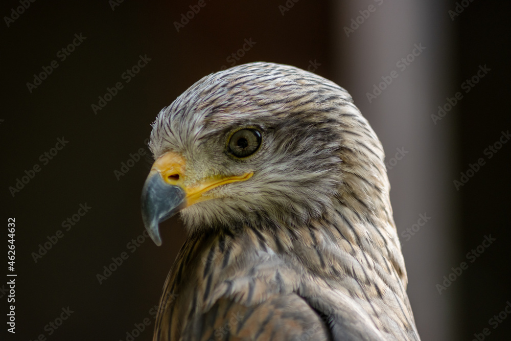 Black kites (Milvus migrans) are sociable and often form real ones. Black kites (Milvus migrans) are sociable and often form real ones.