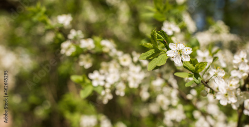Fototapeta Naklejka Na Ścianę i Meble -  delicate white cherry flowers. beautiful natural background, spring season. Sunny day.